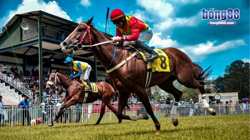 Sơ lược về cá độ đua ngựa