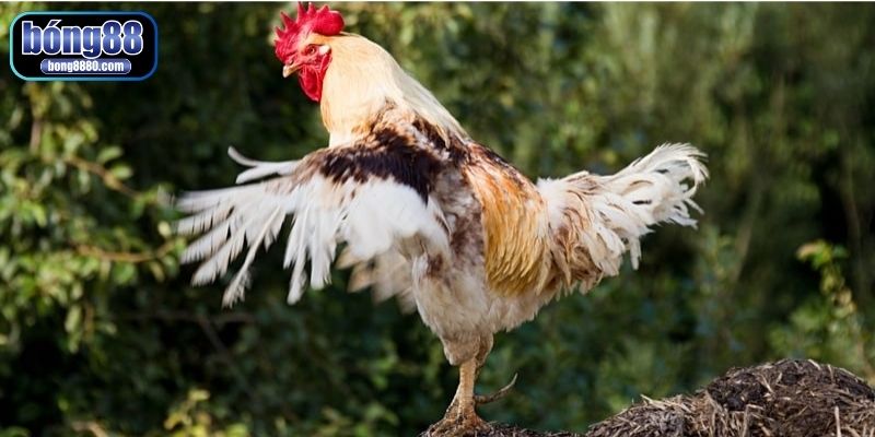 Cách làm cho gà mau ra cựa theo giai đoạn phù hợp