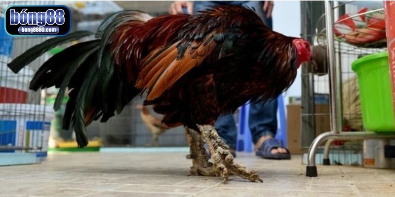 Cách xem vảy gà đá hay chuẩn giúp nhận diện chiến kê