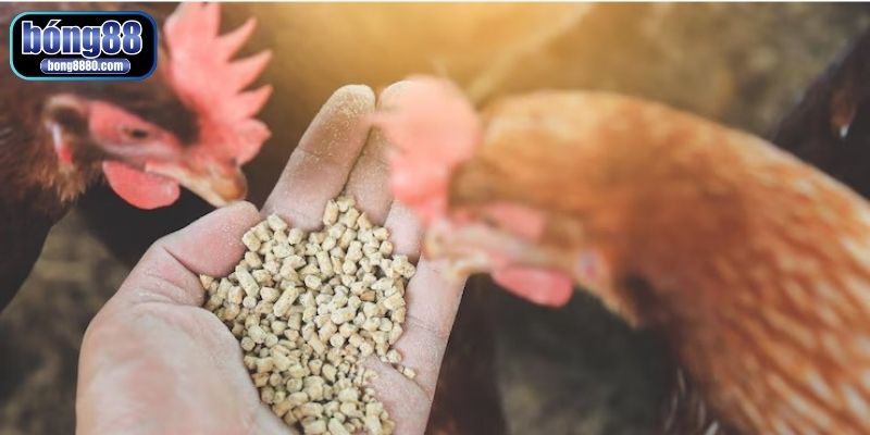 Chế độ ăn uống khoa học giúp gà ra cựa nhanh chóng