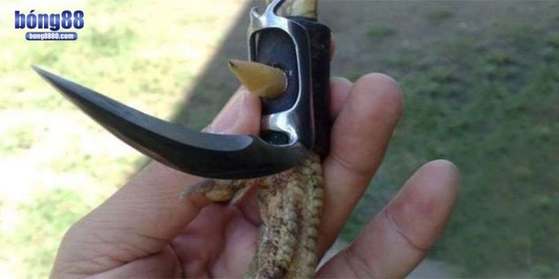 Có nhiều loại cựa dao