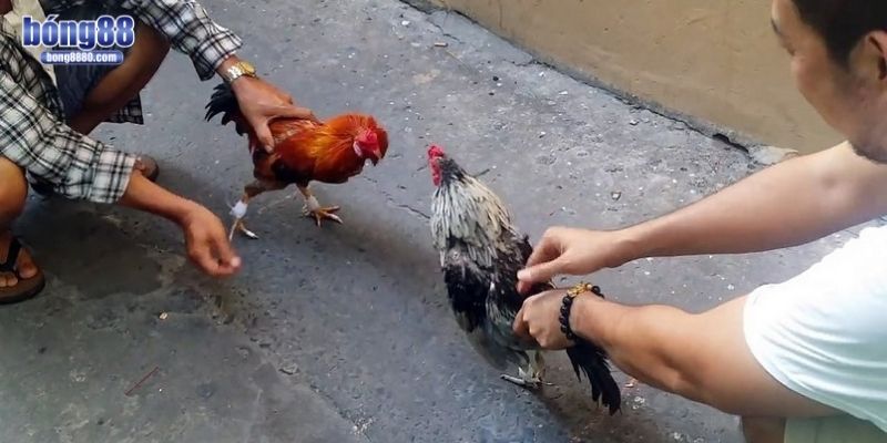 Đá gà cựa dao rất kích thích