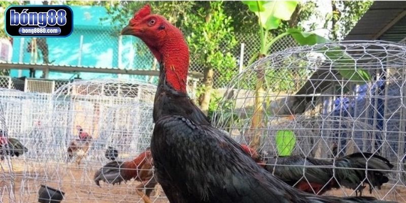 Sử dụng các bài thuốc dân gian để làm cổ gà chọi to